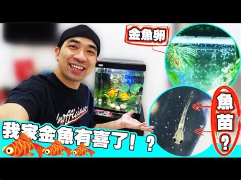 宜痣平 金魚懷孕怎麼看